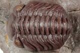 Curled Red Austerops Trilobite - Hmar Laghdad, Morocco #320893-2